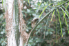 Moroccan Common Bulbul (Pycnonotus barbatus barbatus)