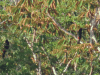 Collared Araçari (Pteroglossus torquatus)