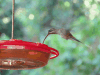Long-billed Hermit (Phaethornis longirostris)
