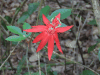 Passion Flower (Passiflora sp.)