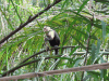 Central American White-faced Capuchin (Cebus imitator)