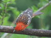 Flame-colored Tanager (Piranga bidentata)