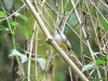 Flame-throated Warbler (Oreothlypis gutturalis)