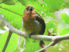 Prong-billed Barbet (Semnornis frantzii)