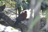 Pheasant Pigeon (Otidiphaps nobilis)