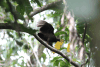 Melanesian Megapode (Megapodius eremita)