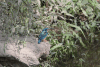Cobalt-eared Common Kingfisher (Alcedo atthis hispidoides)