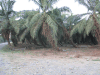 Oil Palms Plantation All