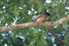 Pacific Baza ssp. bismarckii (Aviceda subcristata bismarckii)