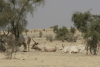 Herd Zebu Cattle