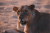 Panthera leo melanochaita