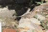 Calotes versicolor