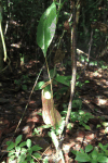 Sri Lanka Pitcher Plant (Nepenthes distillatoria)