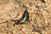 Narrow-banded Bluebottle (Graphium teredon)