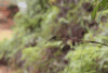 Sri Lanka Sabretail (Megalogomphus ceylonicus)