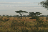 Typical View Serengeti