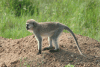 Hilgert's Vervet Monkey (Chlorocebus pygerythrus hilgerti)