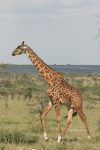 Maasai Giraffe (Giraffa camelopardalis tippelskirchi)