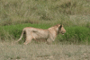 Young Male Southern Lion