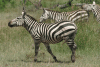 Equus quagga boehmi