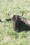 Close-up Wildebeest