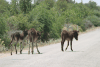 Donkeys Road Alone Finding