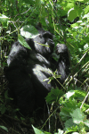 Gorilla beringei