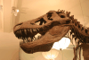 Head Tyrannosaurus Rex