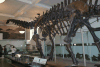 Brontosaurus excelsus (Brontosaurus excelsus)