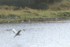 Eastern Grey Heron (Ardea cinerea jouyi)