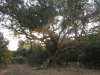 Sycamore Fig (Ficus sycomorus)