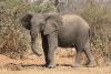 African Bush Elephant (Loxodonta africana)