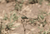 Dragonfly (Anisoptera fam.)